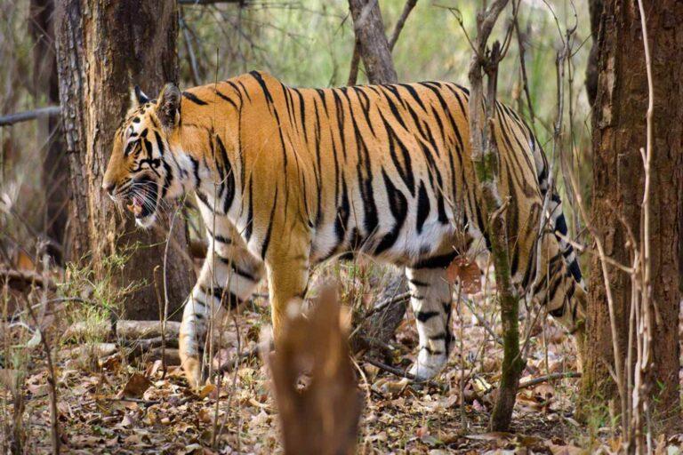 India Wildlife Tourism | National Parks & Wildlife Sanctuaries in India