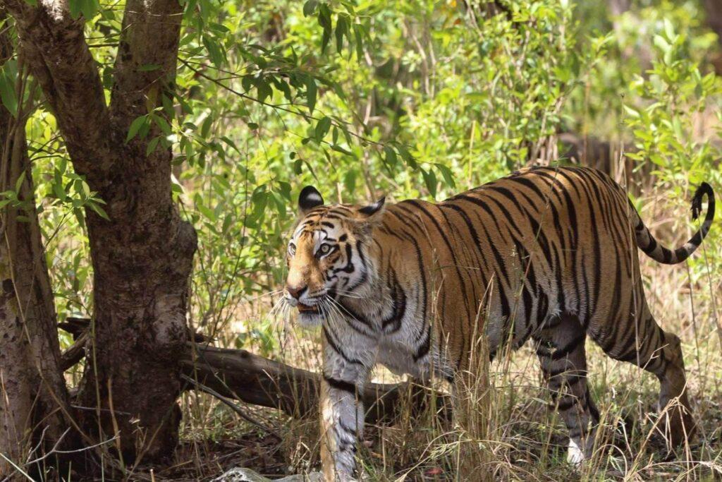 Bandhavgarh Jungle Safari Tour Package | Bandhavgarh Wildlife Package