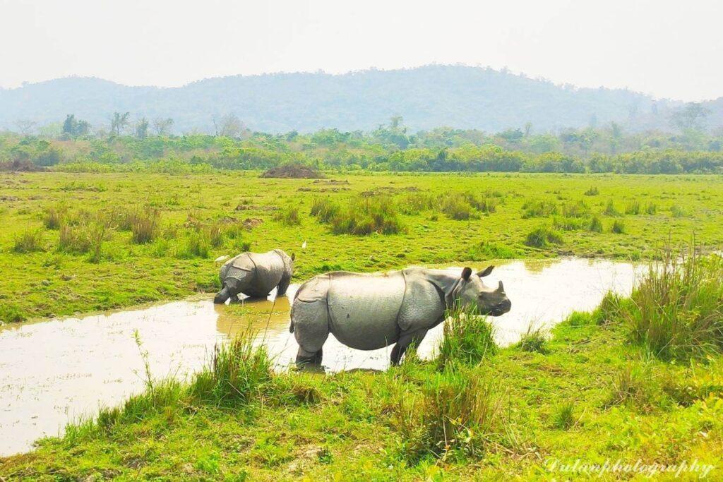 India Wildlife Tourism 