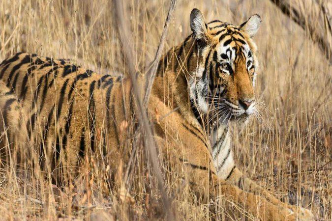 Pench National Park Jungle Safari Tour Package | Bon Travel India