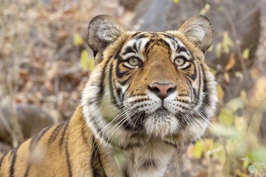 Ranthambore National Park & Tiger Reserve Rajasthan | Tourism Info