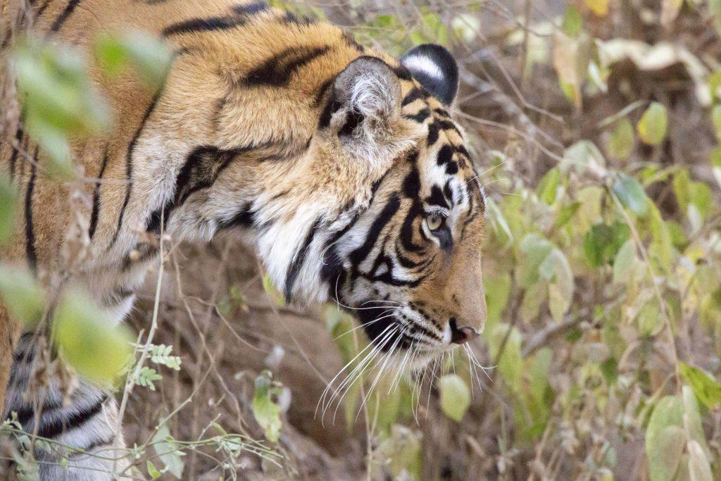 Ranthambore National Park Opening Dates 2025