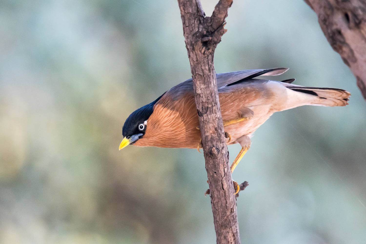 Bharatpur Bird Sanctuary