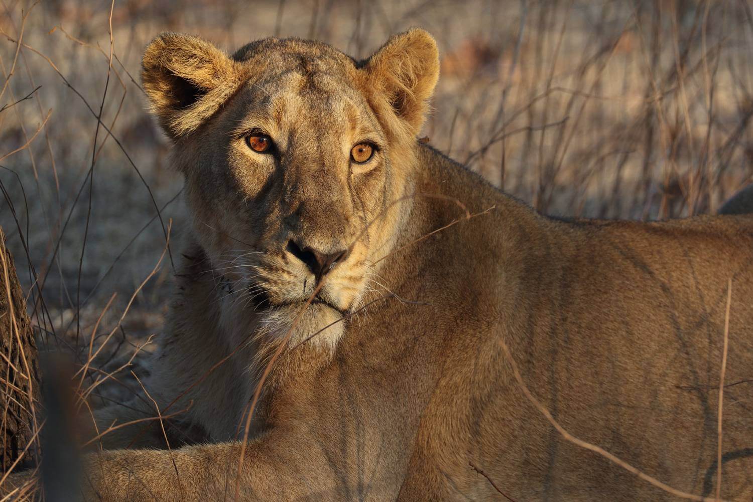 Gir National Park Lion