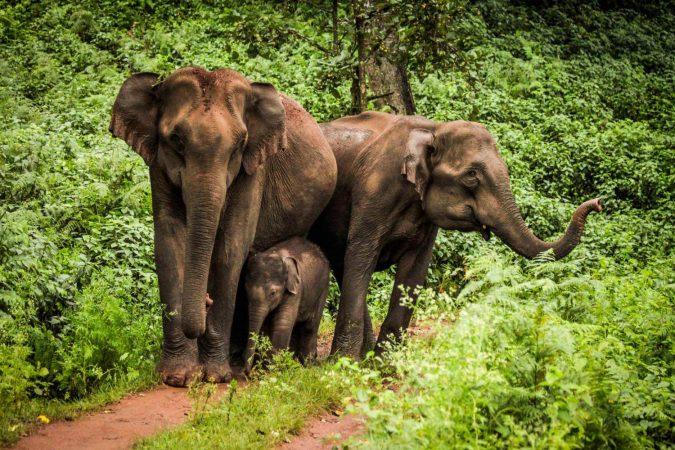 importance of wildlife tourism in india