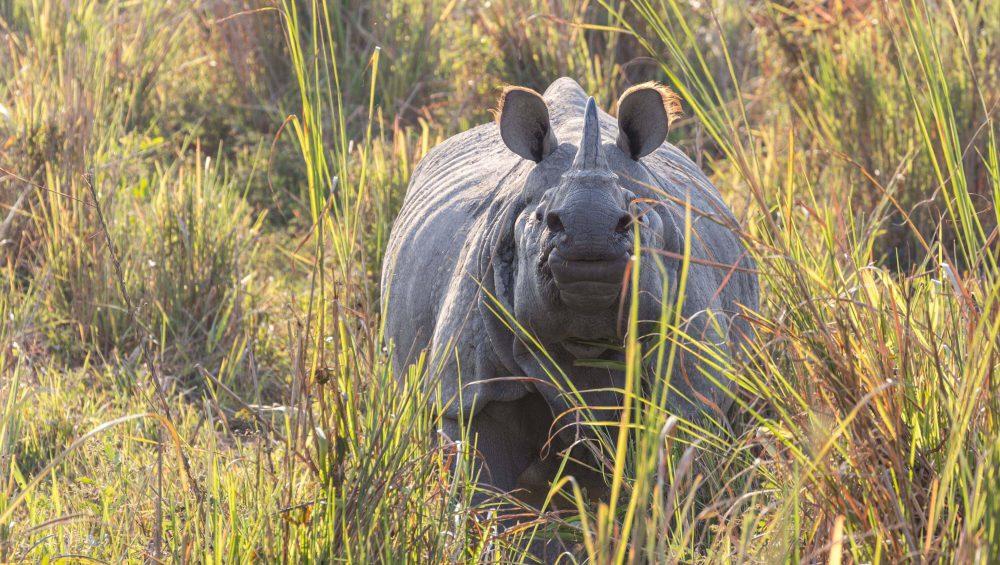 Kaziranga Rhino Feature