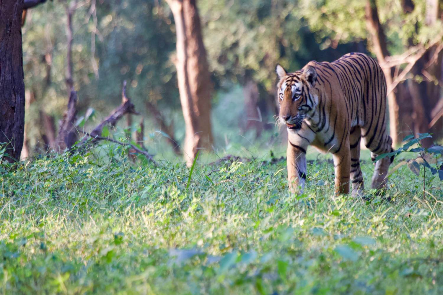 Ranthambore Tiger- Jungle Safari