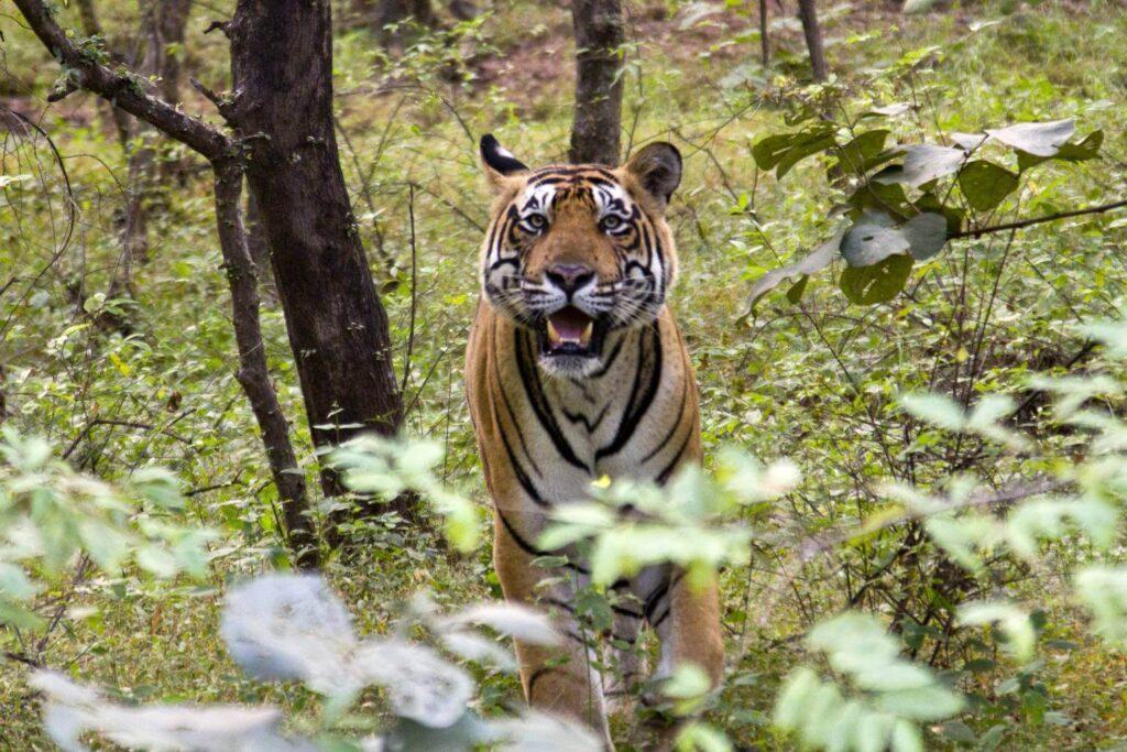 jungle safari ranthambore