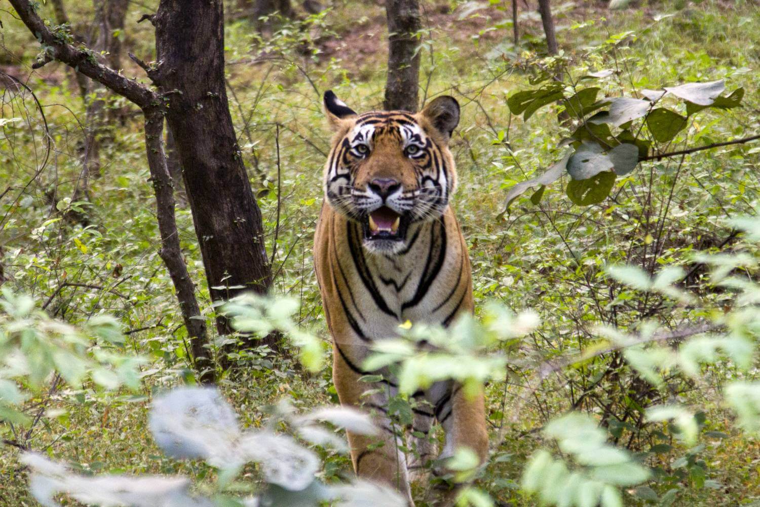 Ranthambore Tiger Reserve- Jungle Safari