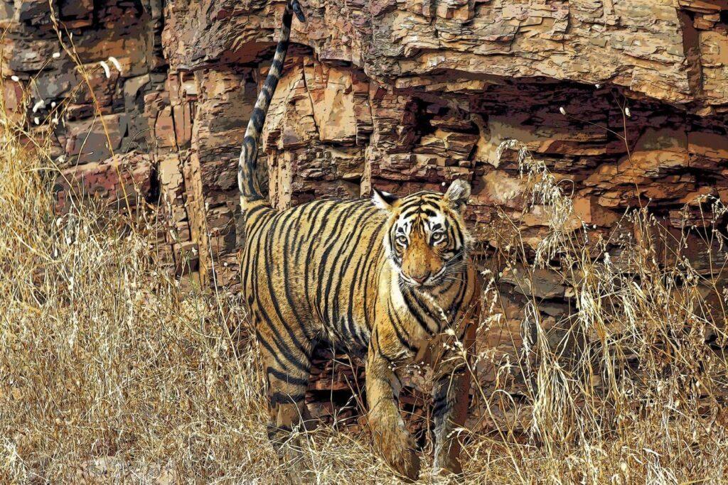 Ranthambore National Park Opening Dates 2025