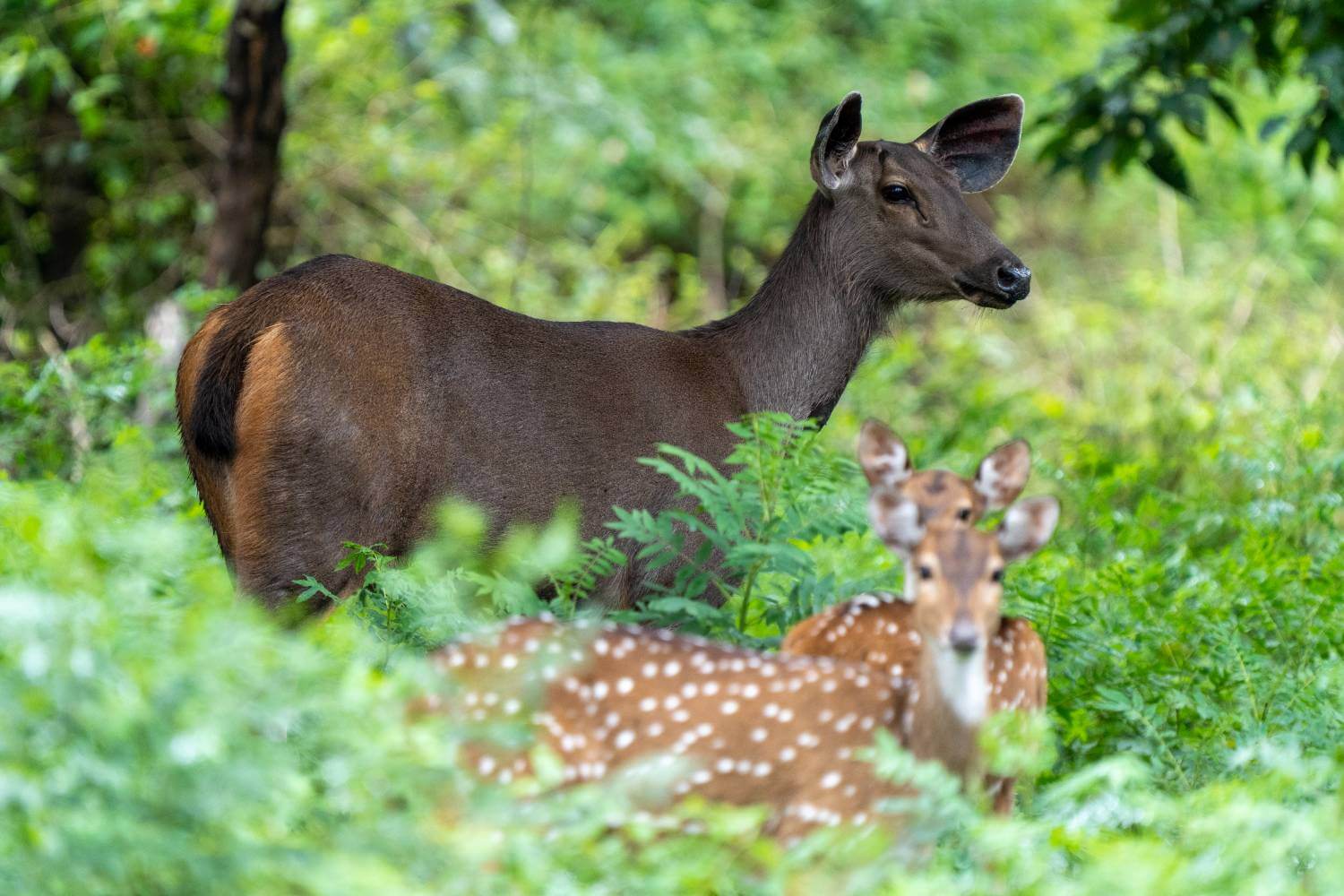 Sambar Deer at Nagarhole National Park