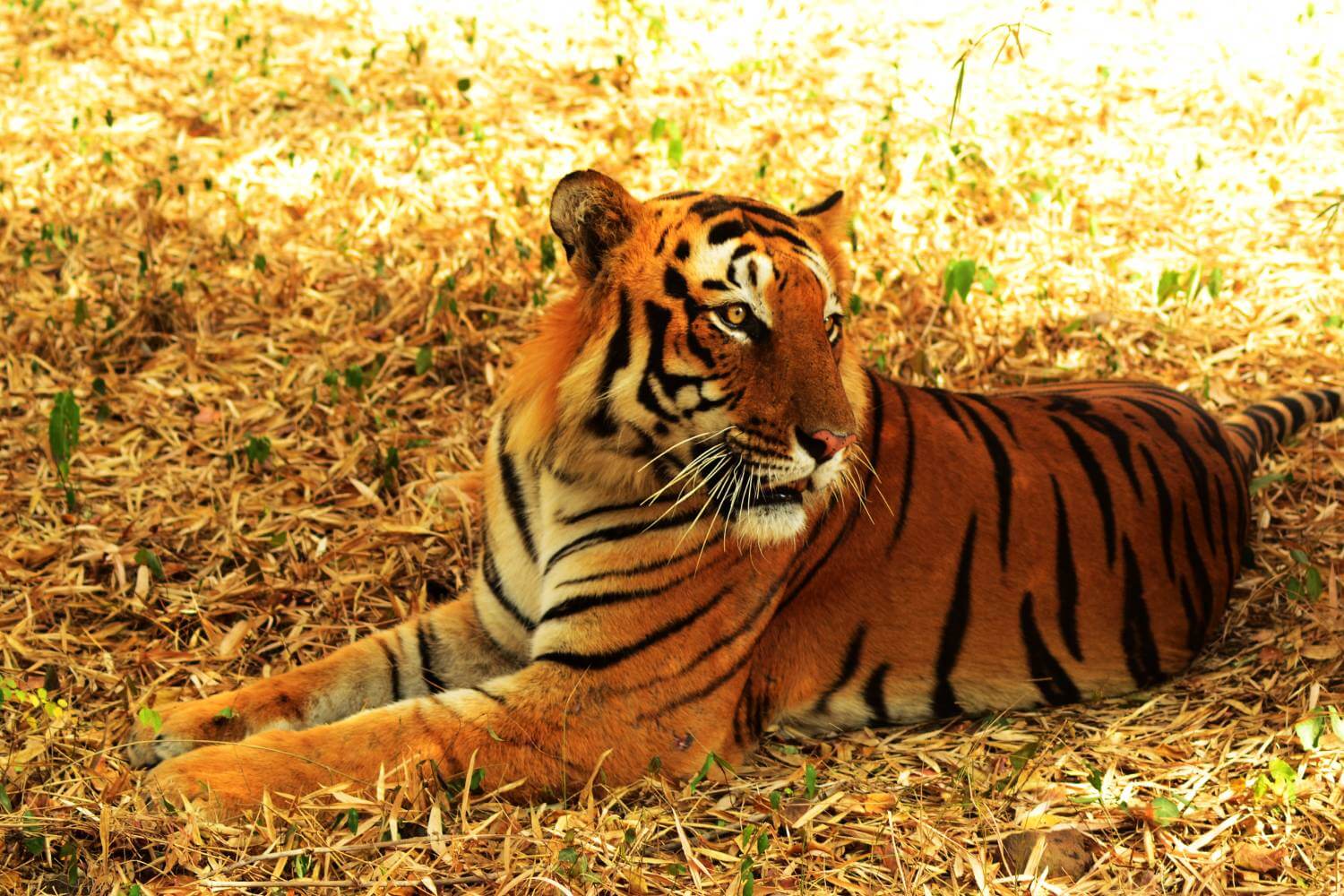 Sariska National Park Tiger
