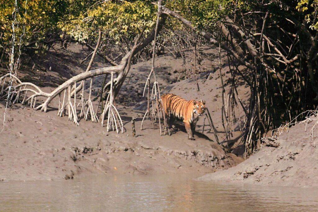 sundarban safari west bengal tourism