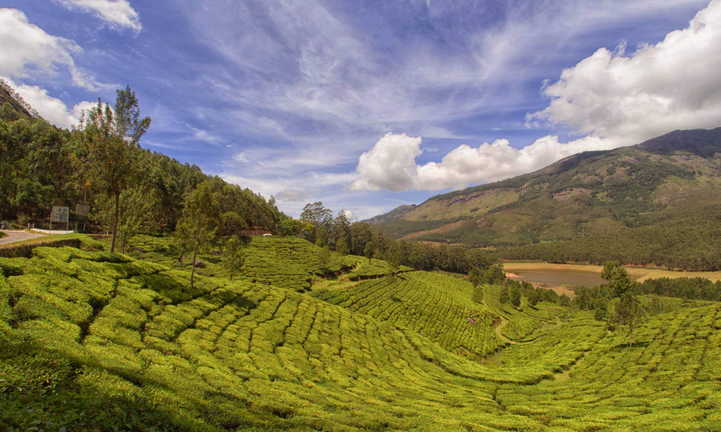 Munnar Tea Garden- Munnar Kerala Tour