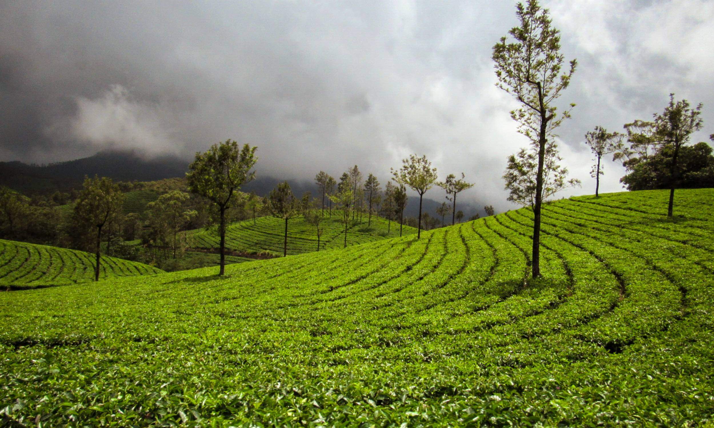 Munnar Tea Plantation-Munnar Kerala Tour