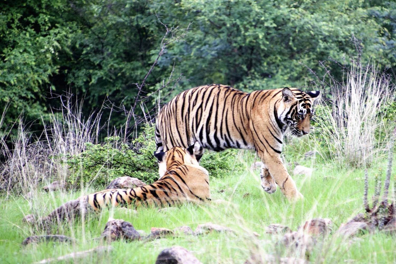Ranthambore Park Tiger