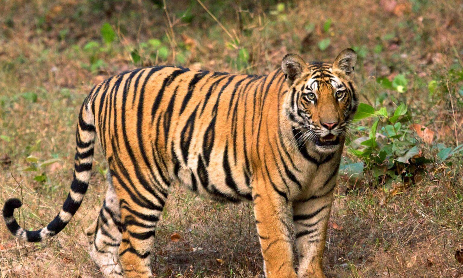 10 Best Jungle Safari Destinations in Madhya Pradesh to Explore the ...