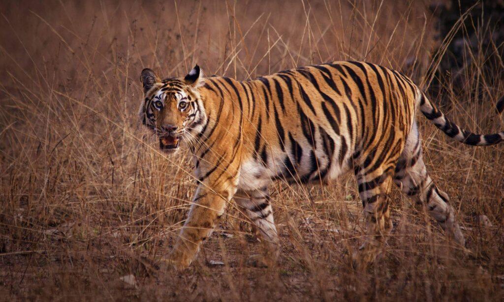 Bandhavgarh National Park Opening Closing Dates 2023 2024   Tiger At Bandhavgarh National Park 1024x615 