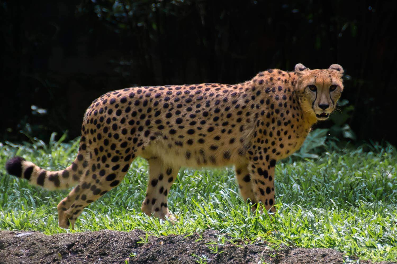 Singapore Zoo