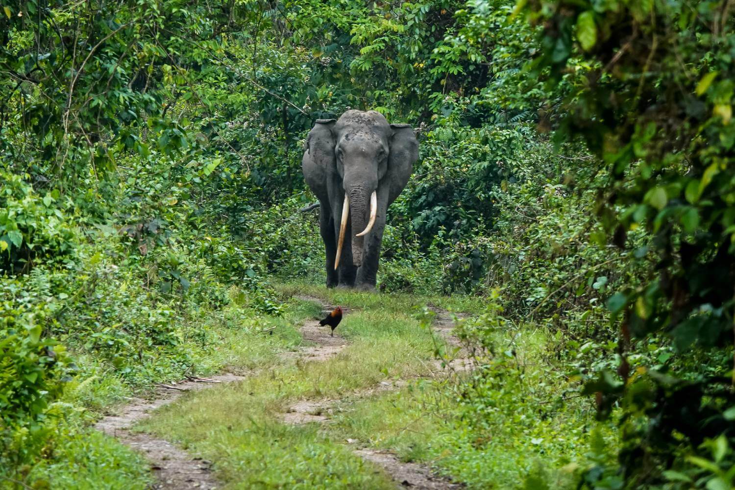 Elephant Manas National Park Assam