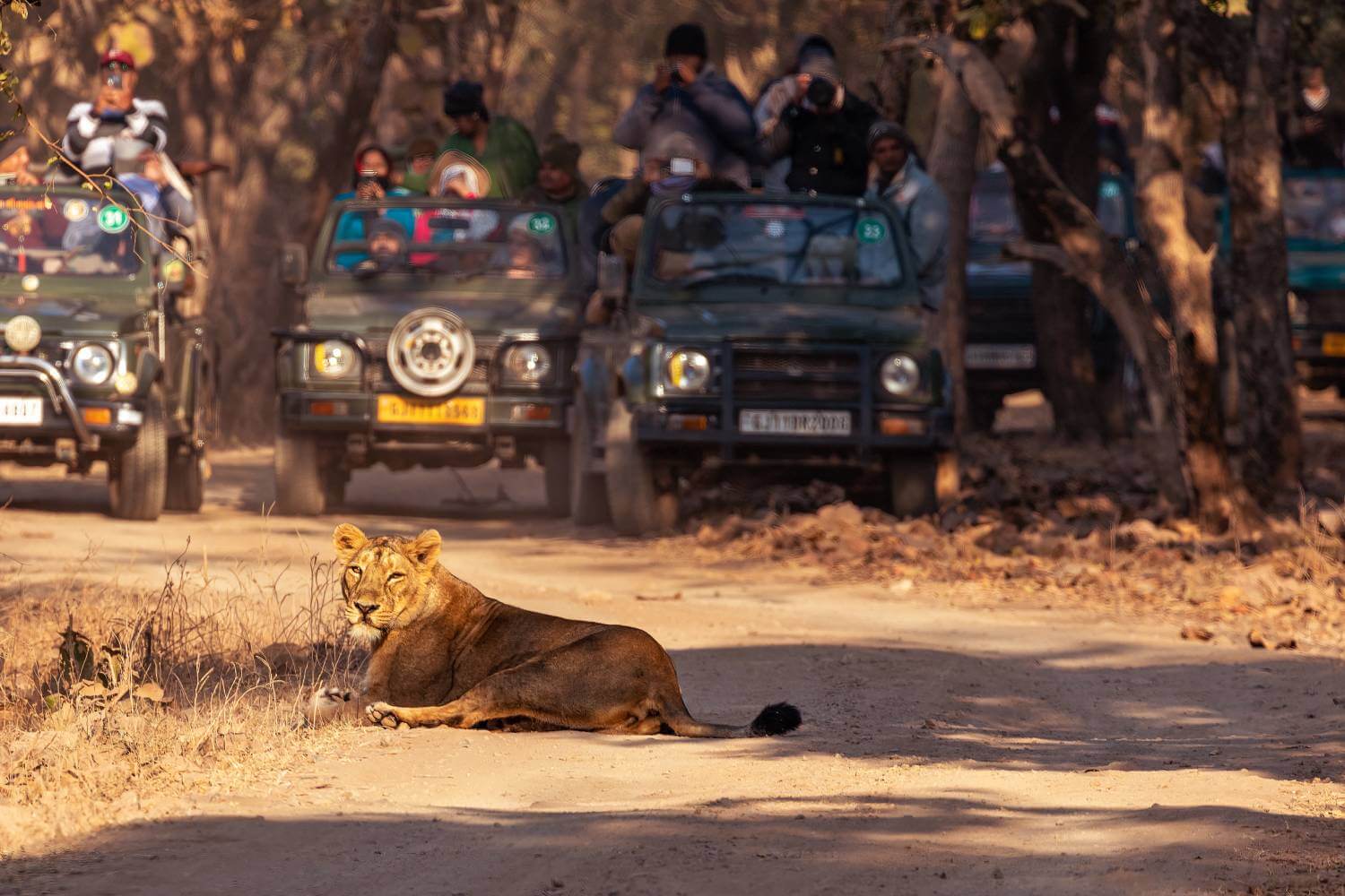 Gir National Park Safari Gujarat