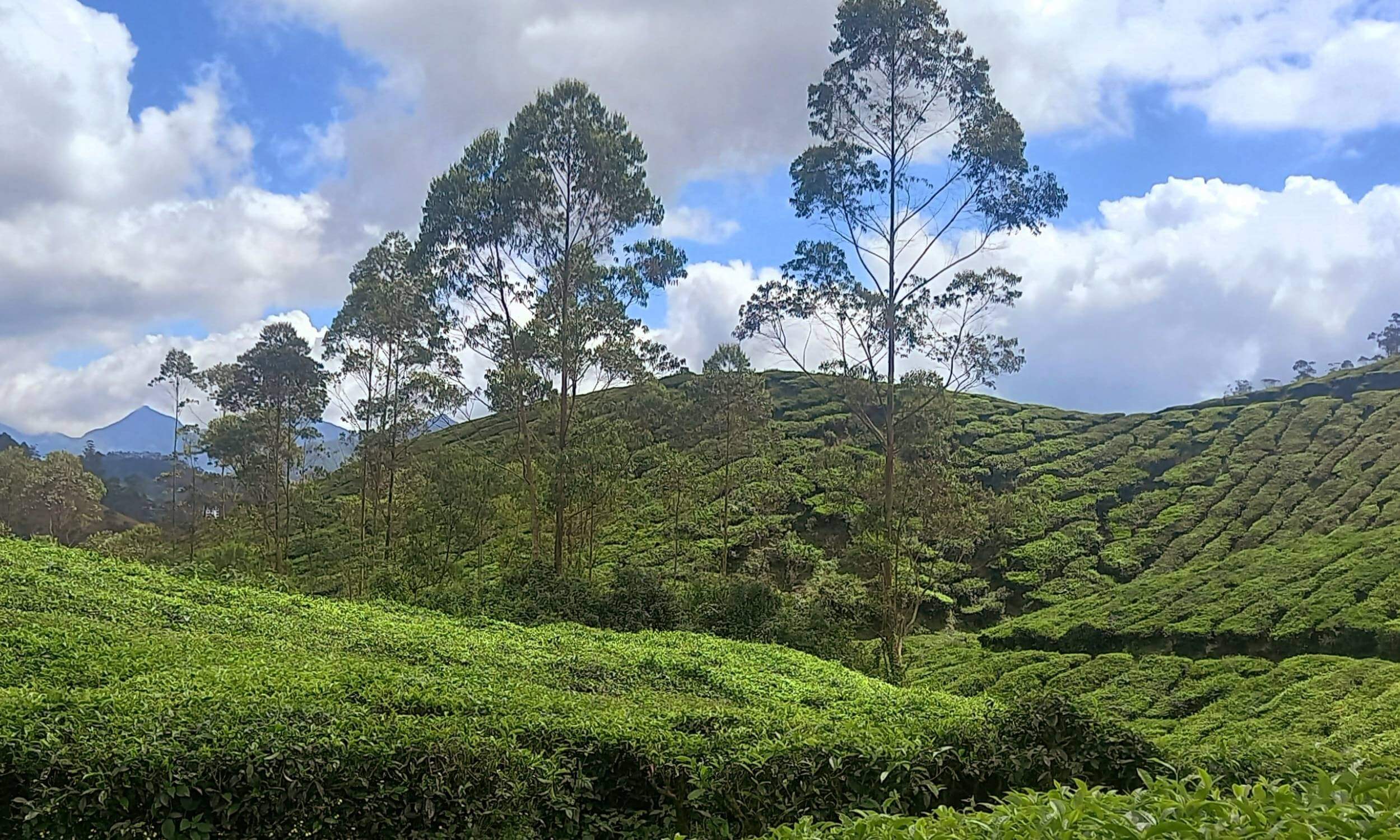 Munnar Tea Plantation Kerala
