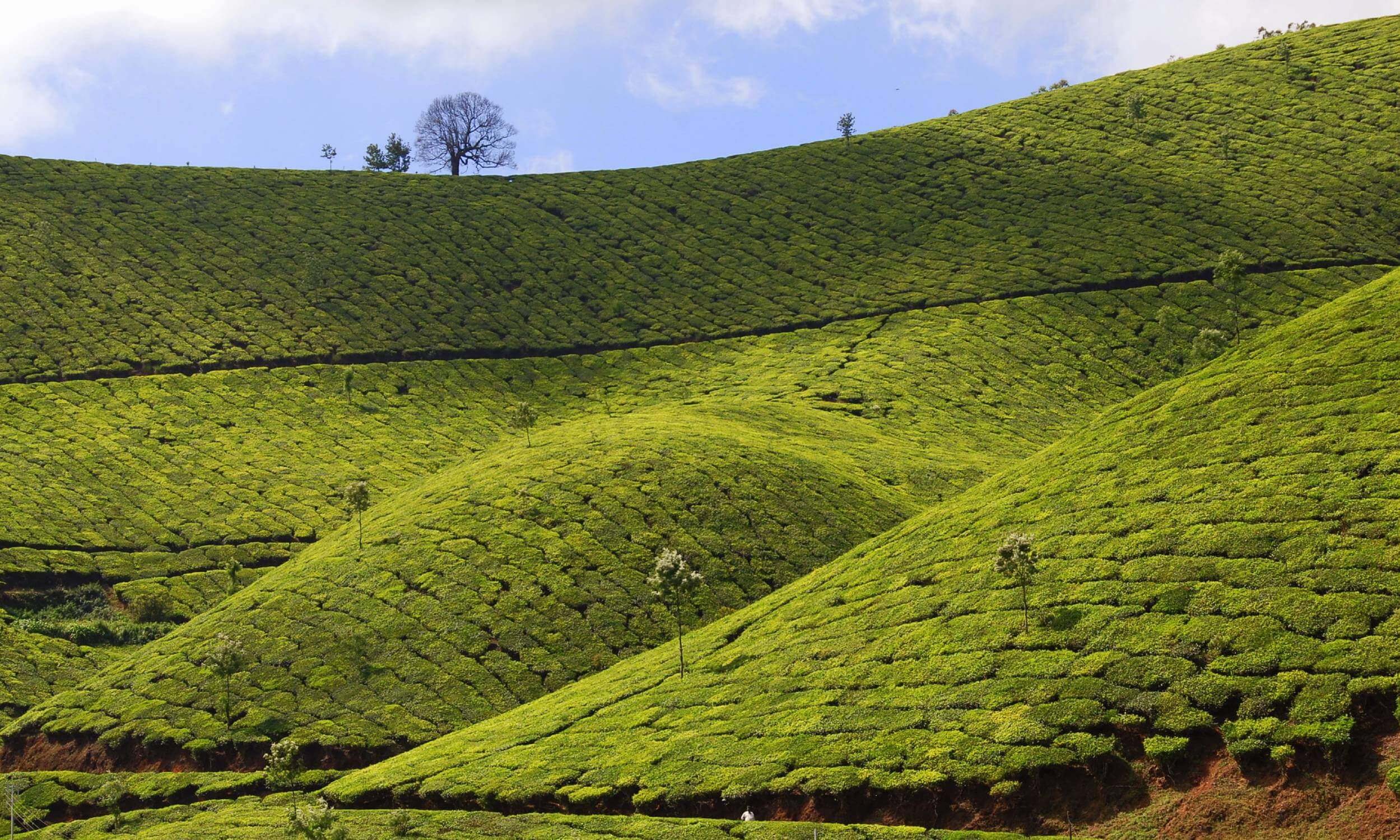 Munnar Tea Plantation- Kerala Tour