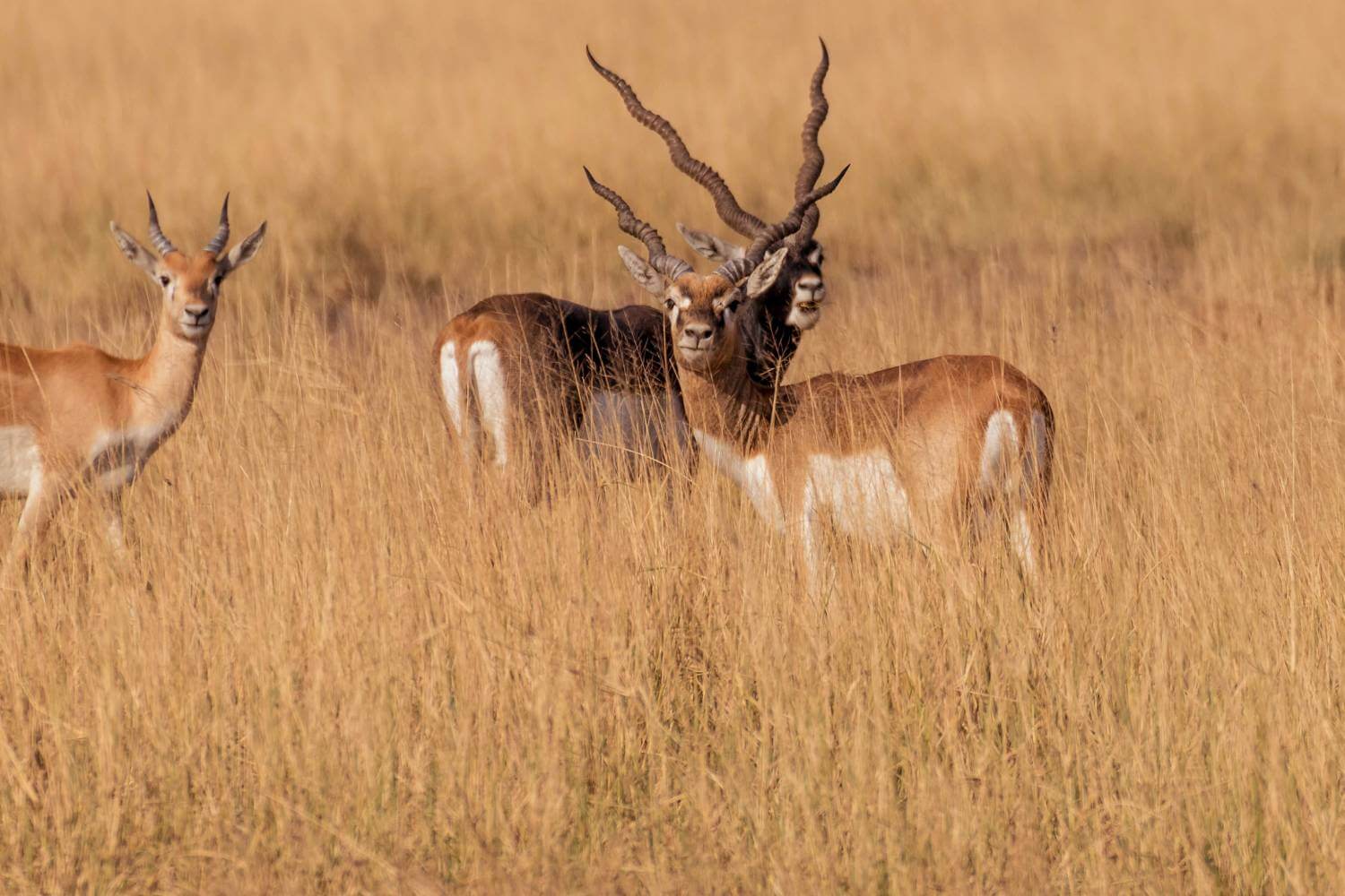 Velavadar Blackbuck National Park