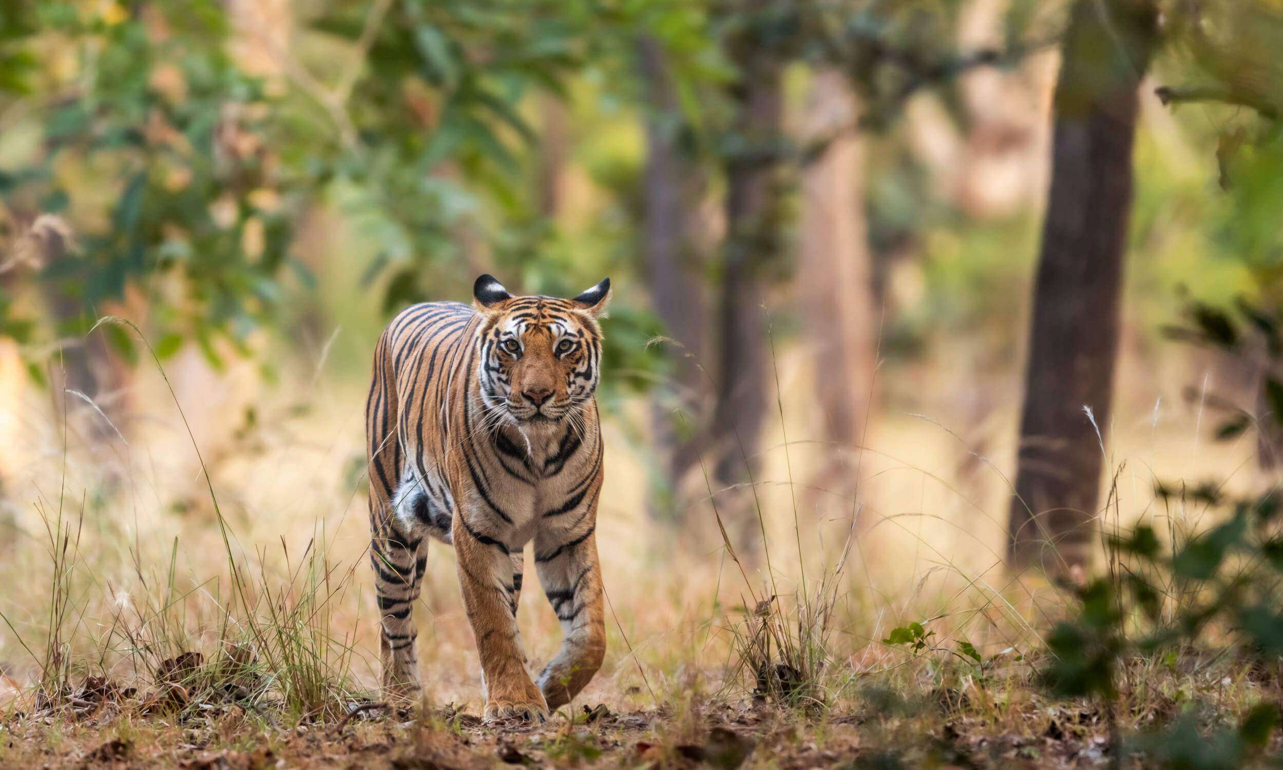 Bandhavgarh National Park