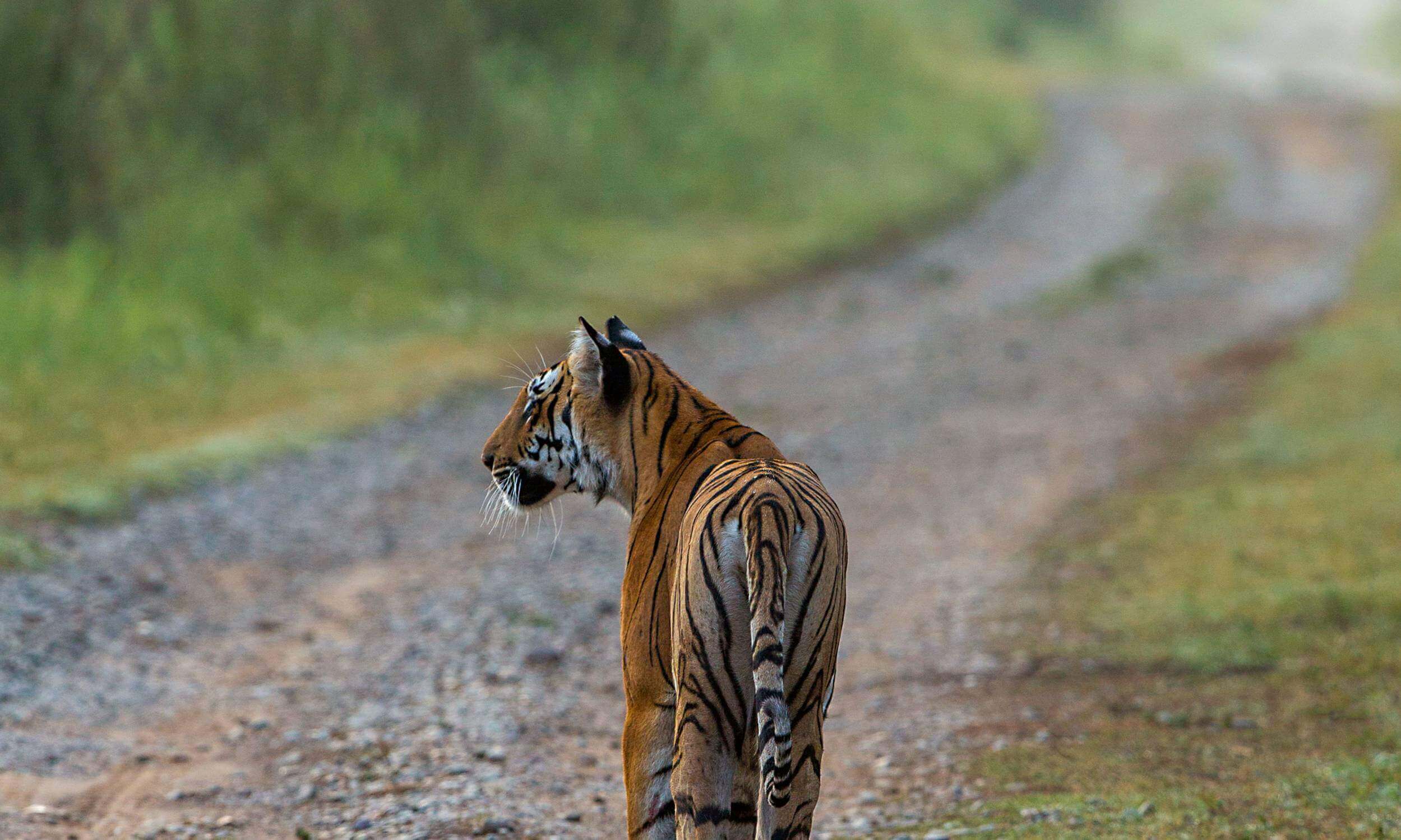 Corbett National Park Wildlife Safari