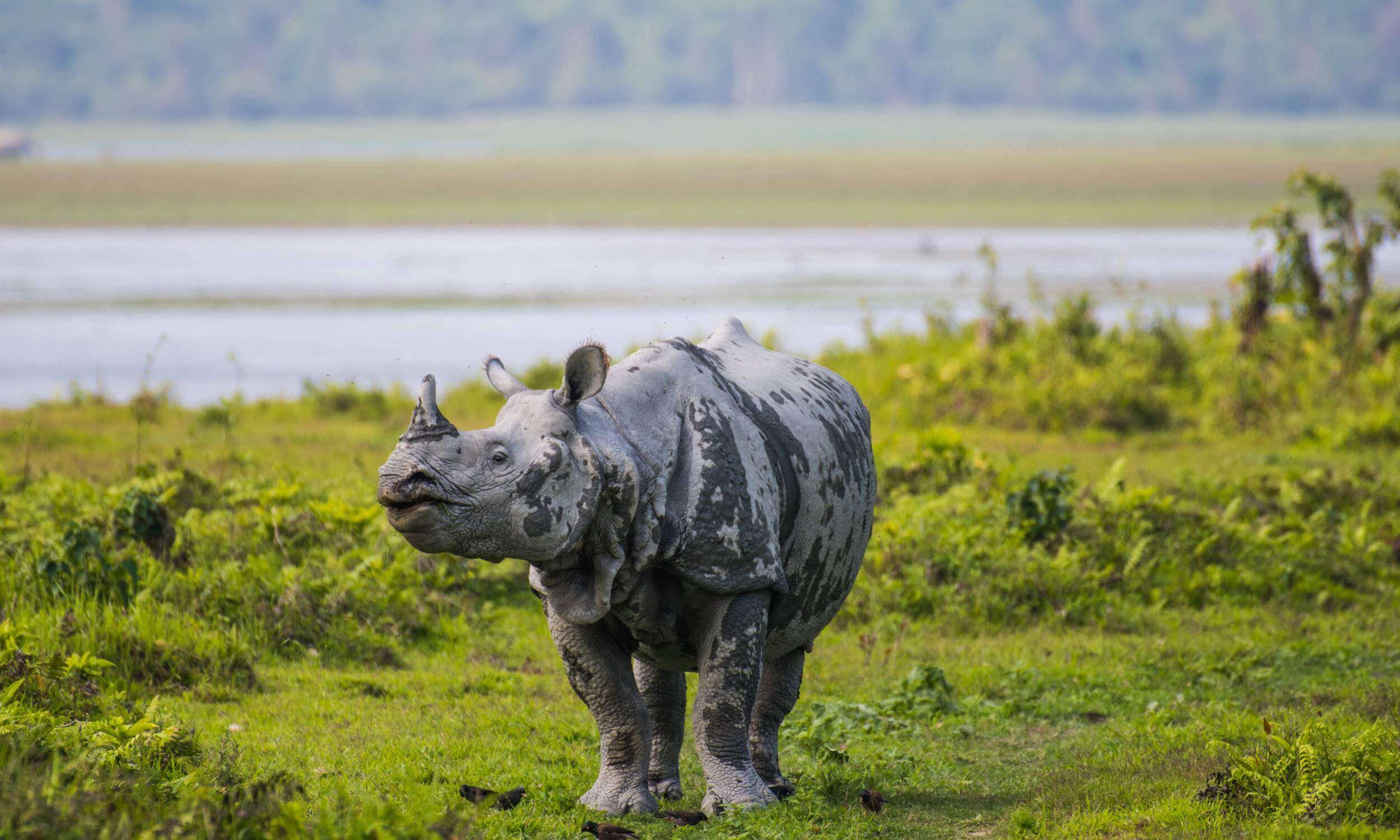 Kaziranga Assam- Winter Destination