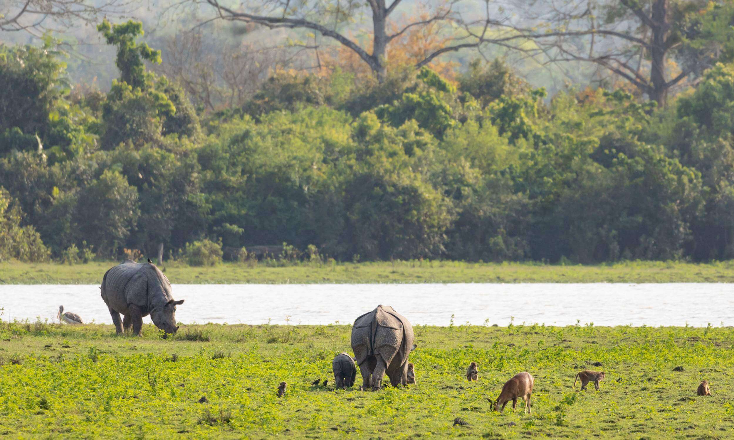 Kaziranga National Park Assam