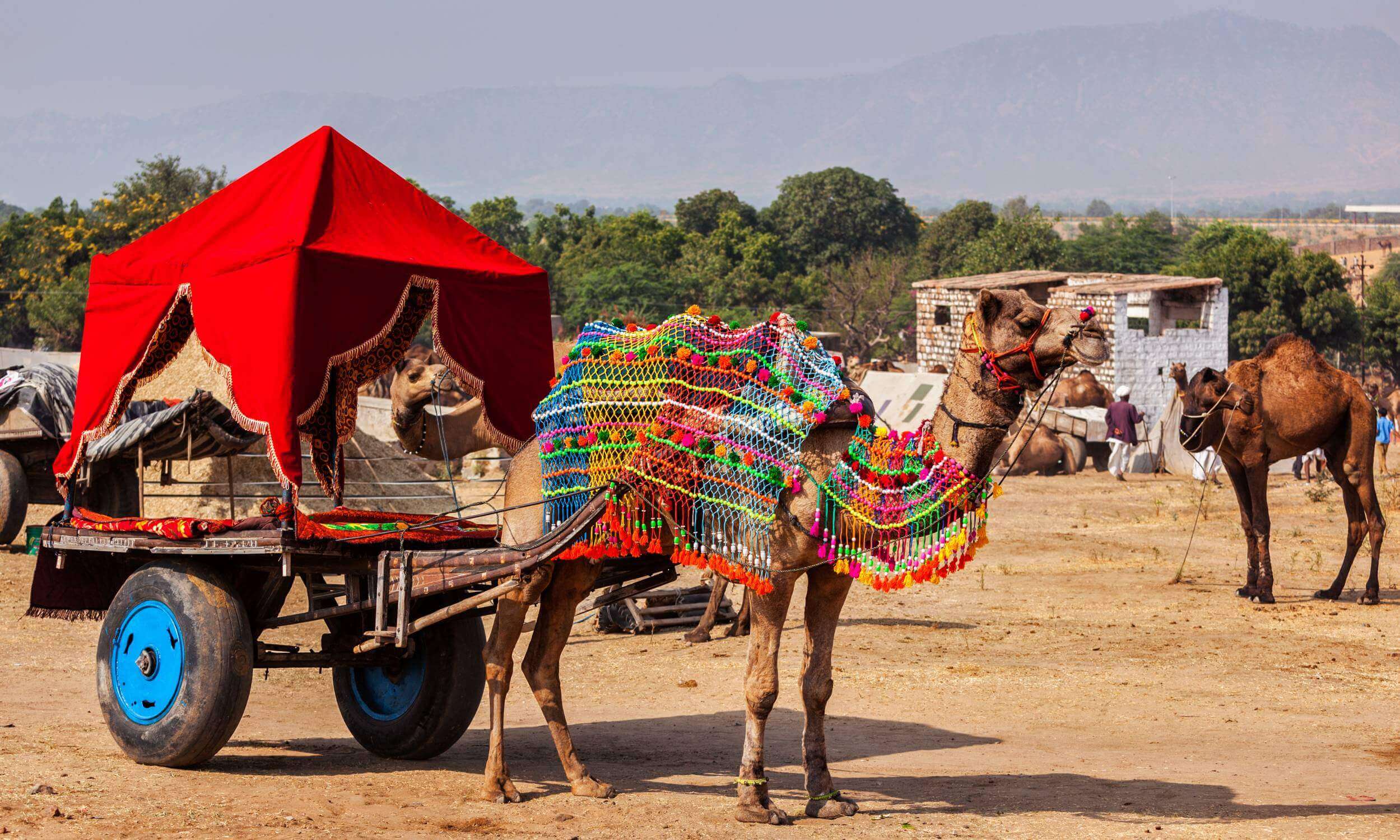 Pushkar Camel Fair Rajasthan