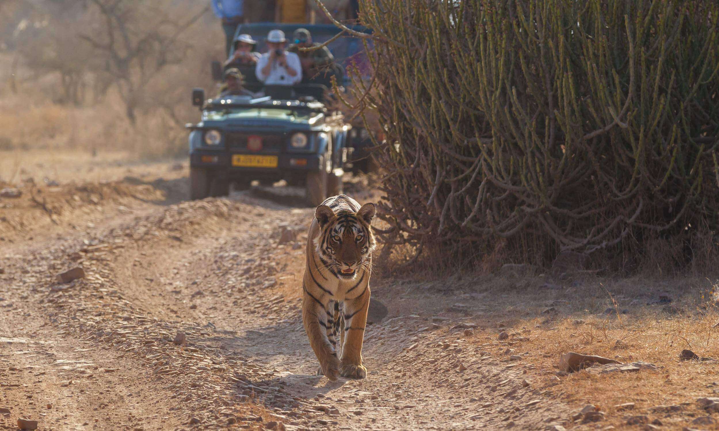 Ranthambore Jeep Safari