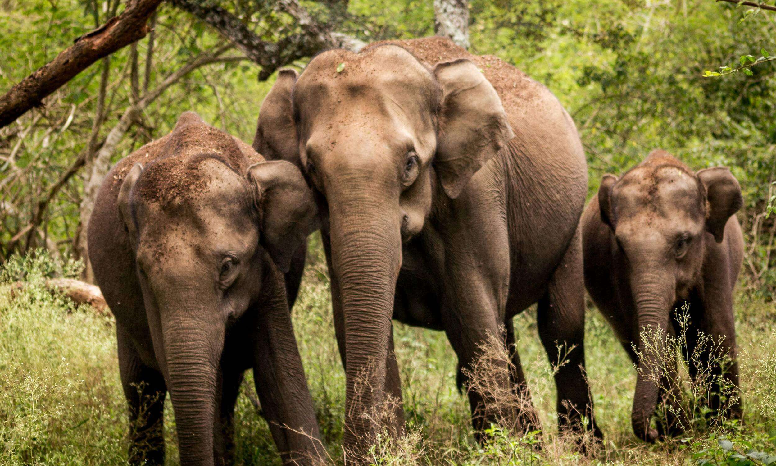 Bandipur- Top Destination for Elephant Spotting in India