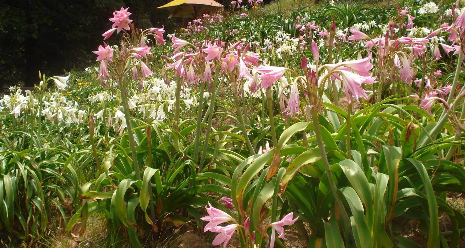 Chaubatia Garden Ranikhet-Top Attraction in Ranikhet