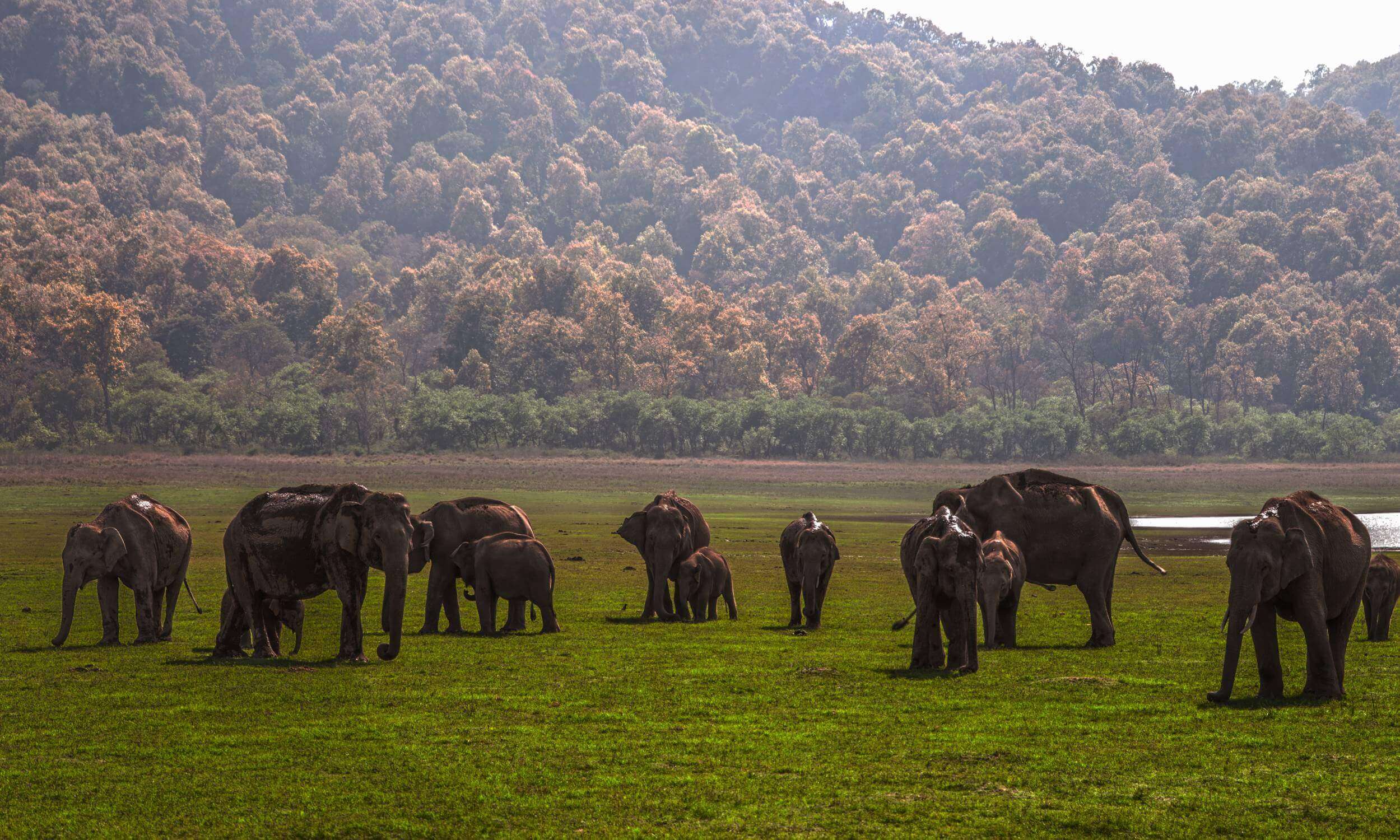 Corebtt- Best Destination for Spotting Elephants in India