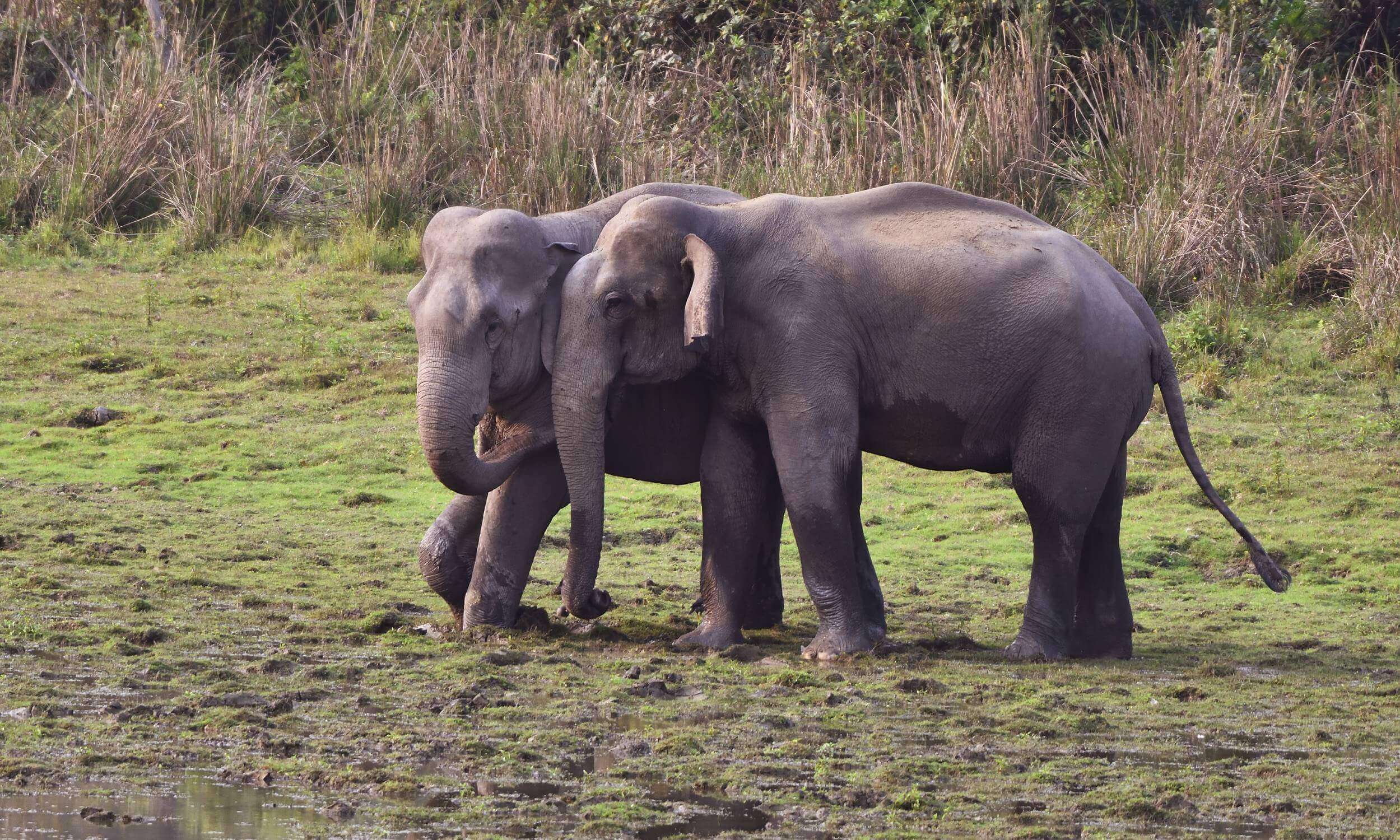 Kaziranga- Best Destination for Spotting Elephants in India