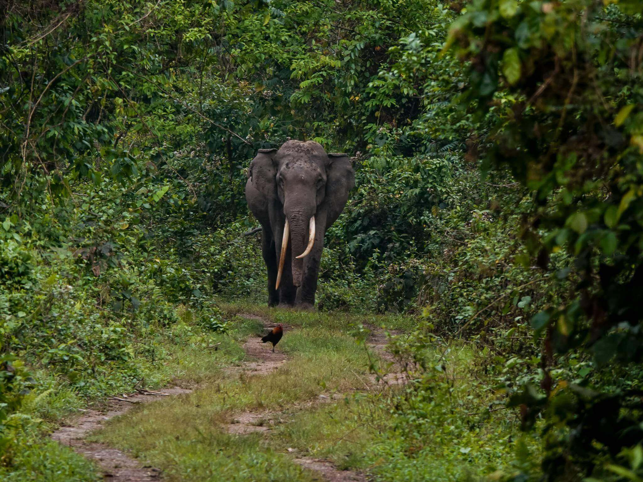 Manas- Best Elephant Sighting Places in India