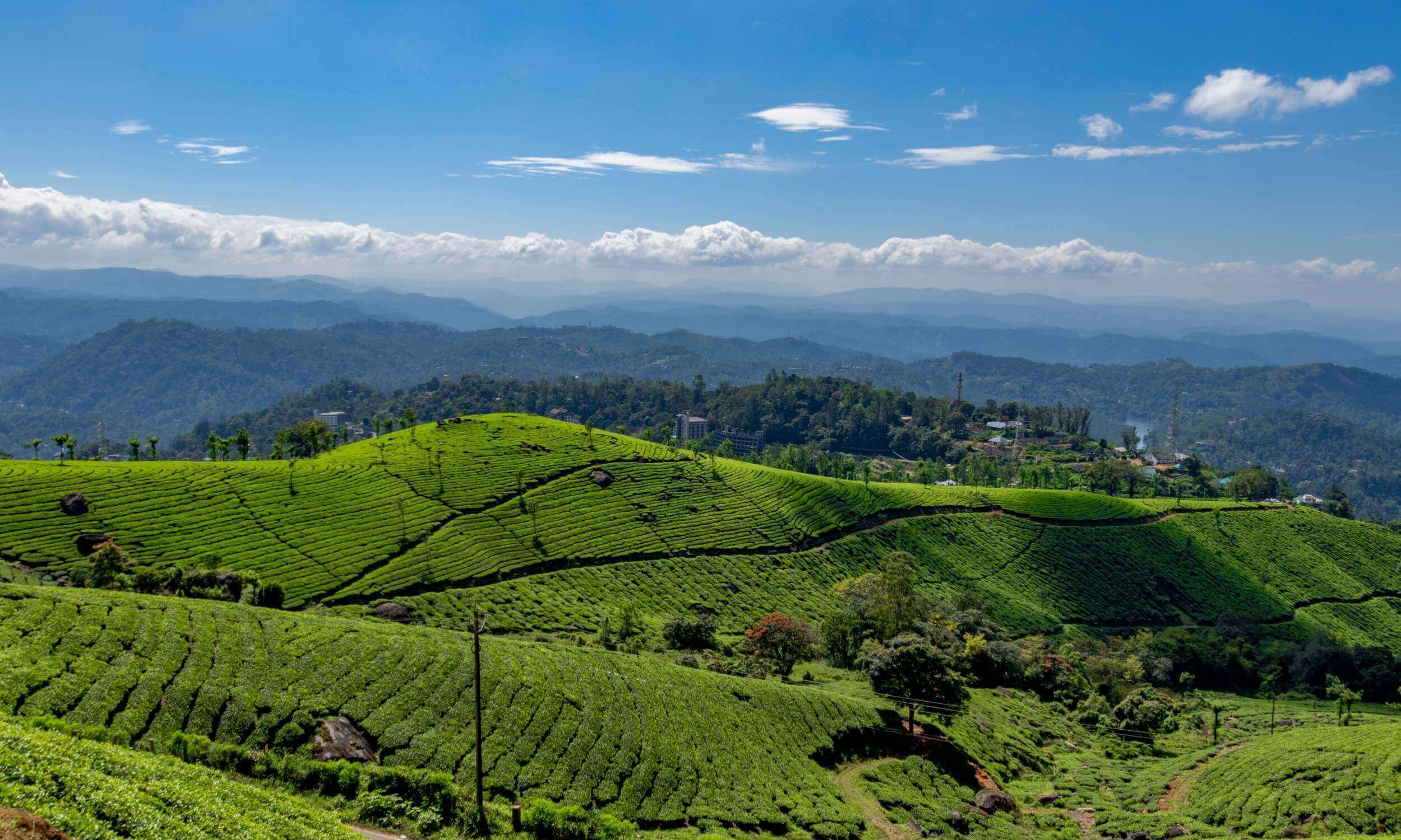 Munnar Kerala- Best Places to Visit in South India