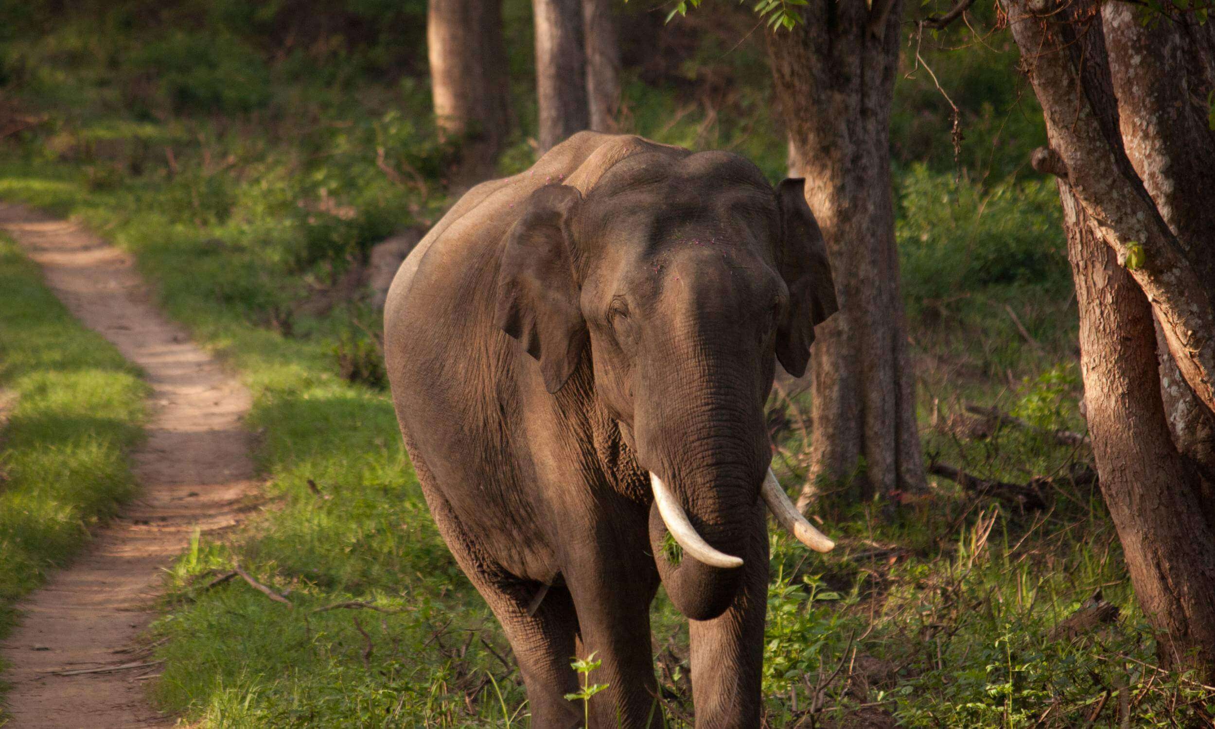 Nagarhole- Best Elephant Spotting Destination in India