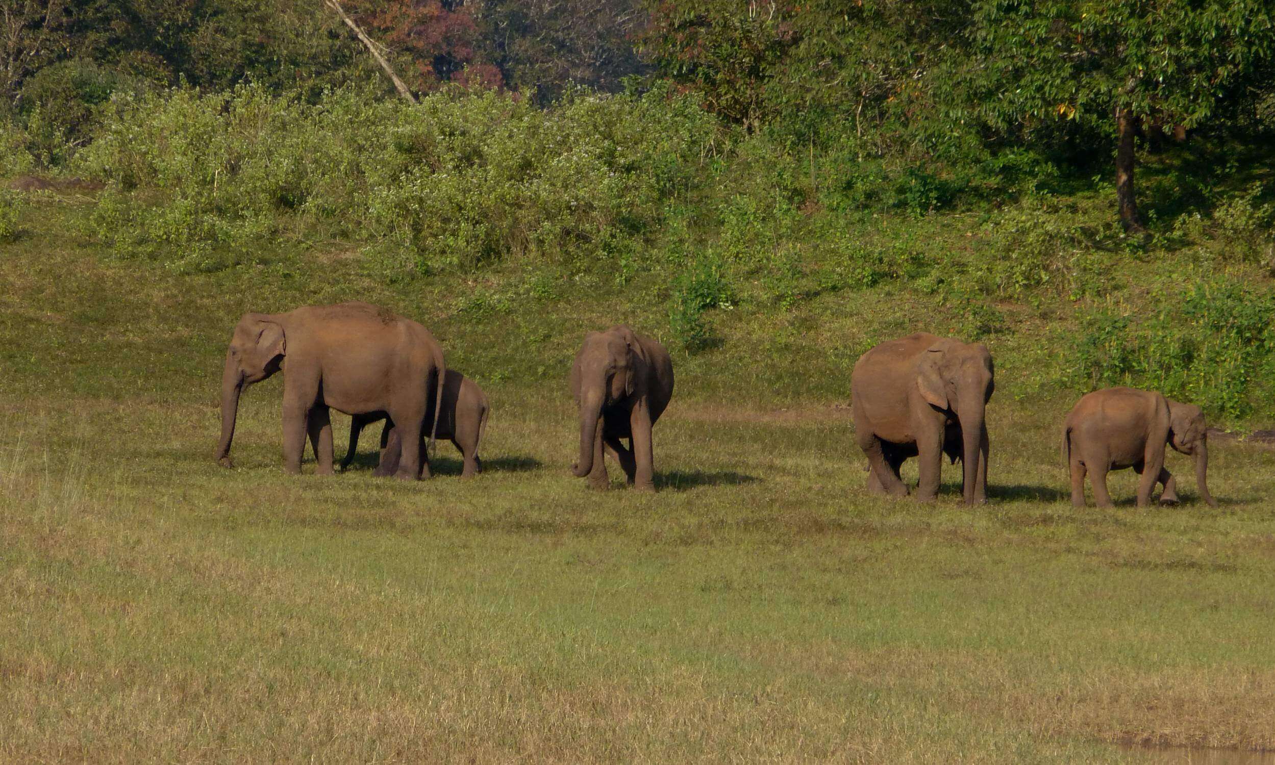 Periyar- Best Places for Elephant Sightings in India