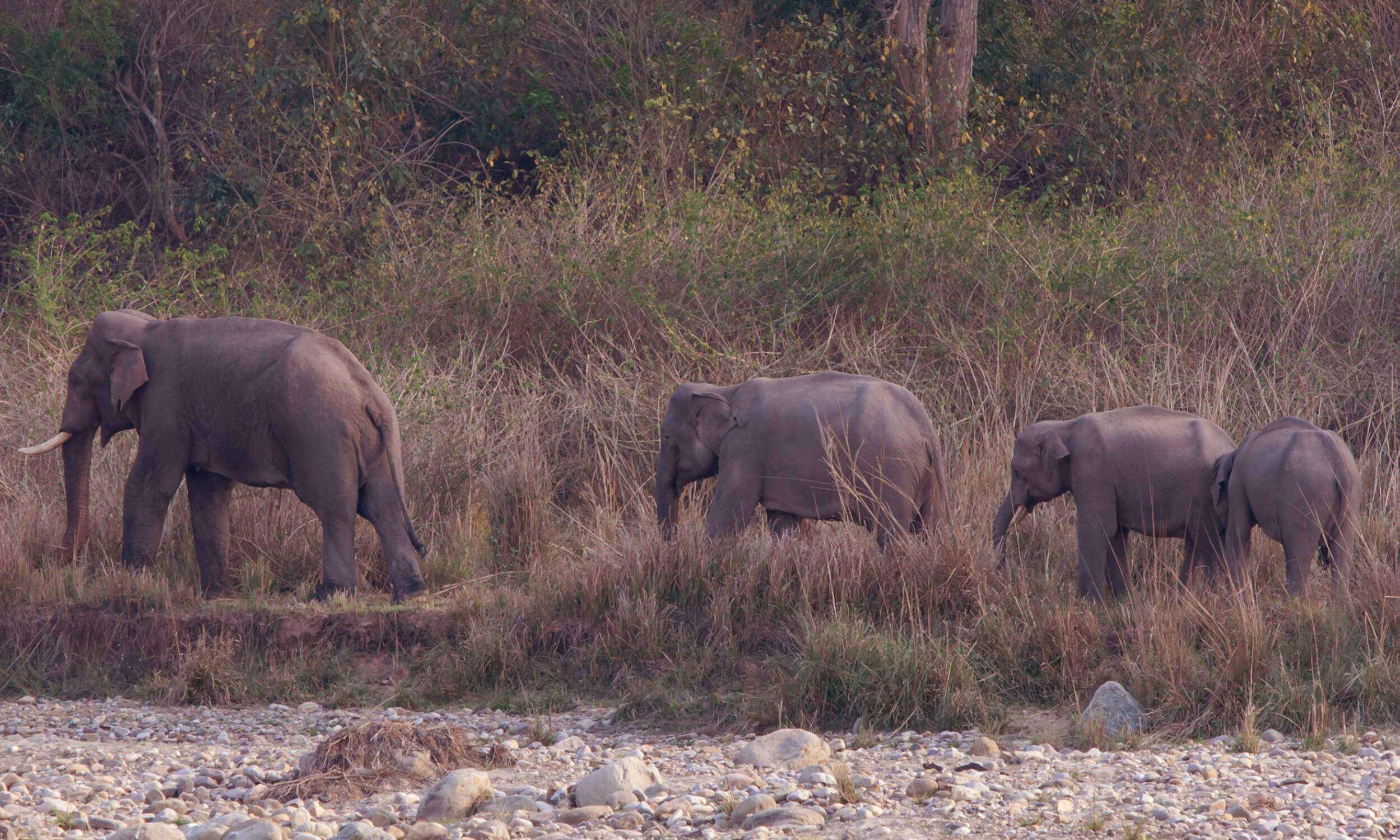 Rajaji- Top Destination for Spotting Elephants in India