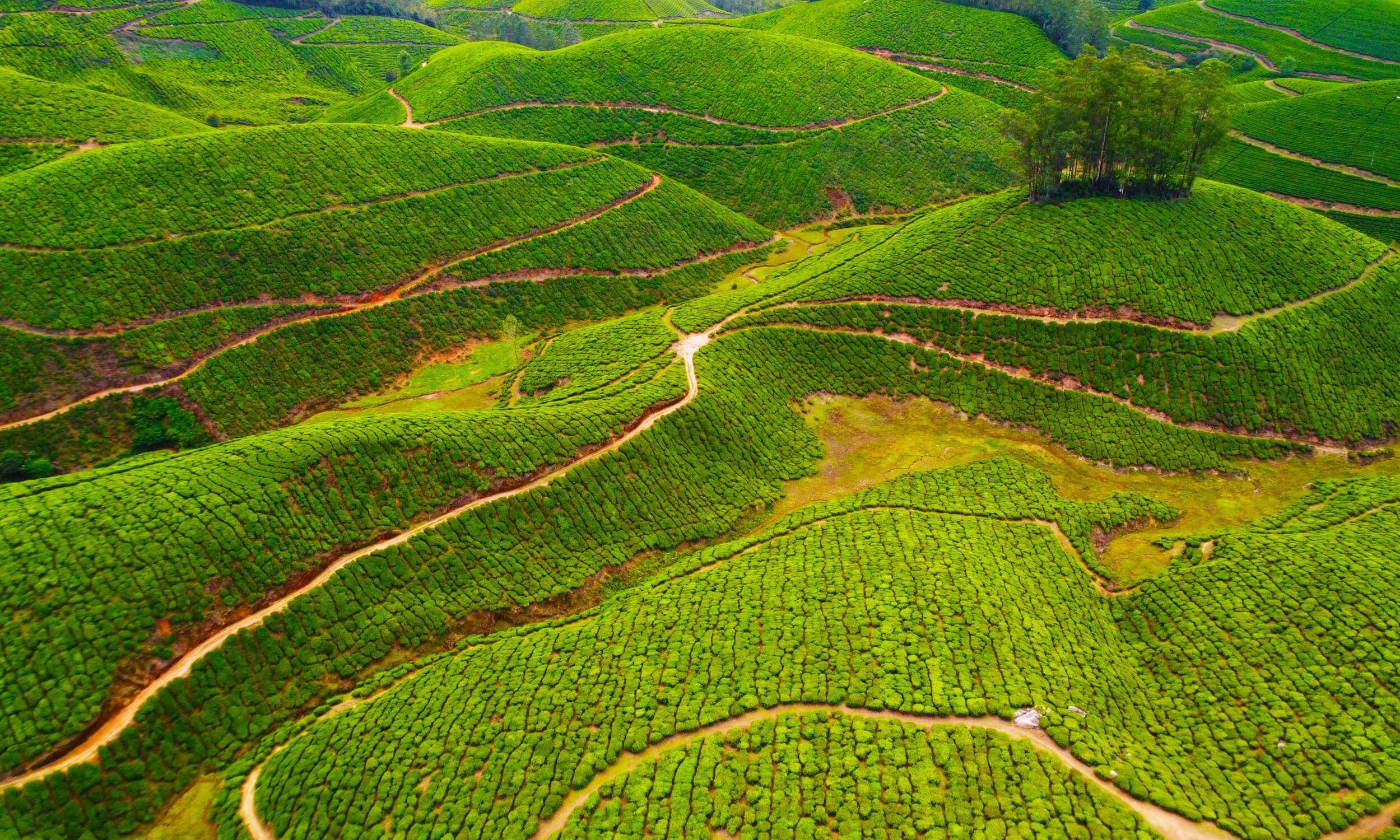 Munnar Kerala - Top Honeymoon Destination in South India