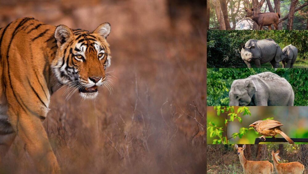 Best Wildlife Photography Places in India