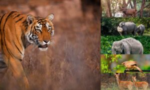 Best Wildlife Photography Places in India