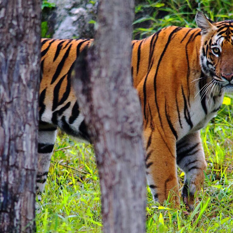 Bandipur National Park & Tiger Reserve Karnataka